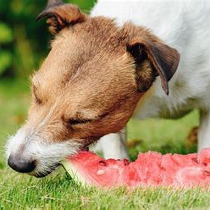 can-dogs-eat-seedless-watermelon-diy-seattle