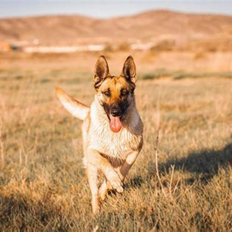 Can dogs tolerate hot weather?