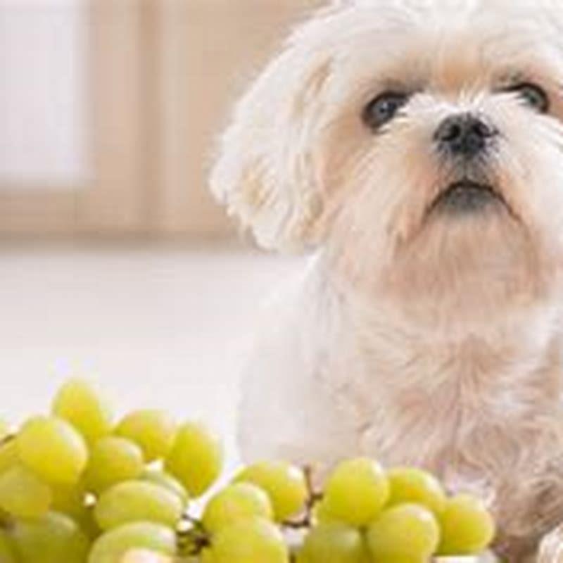 Can vets take your pet away from you?