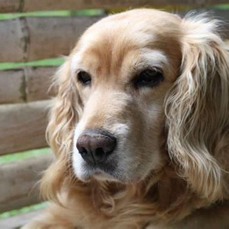 Do cocker spaniels have an attitude?
