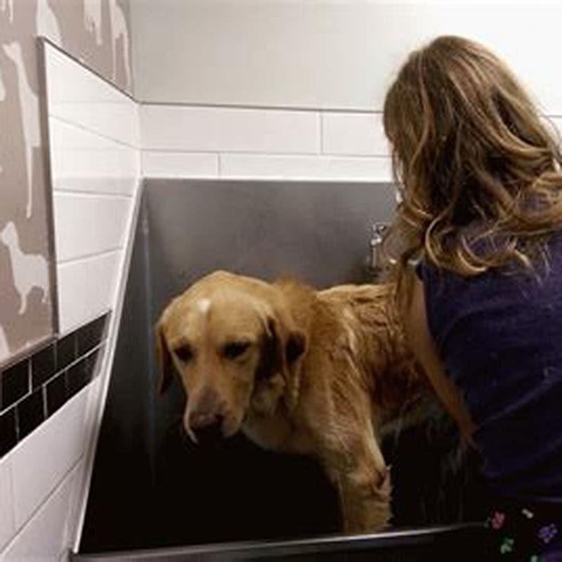 How do I get my puppy used to being handled?