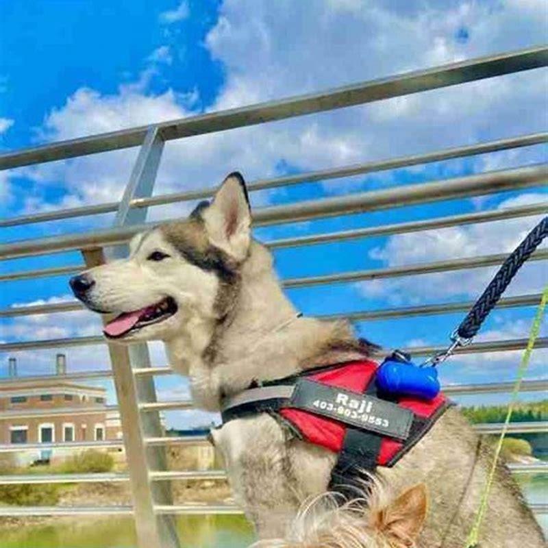 How do I get my puppy used to handle?