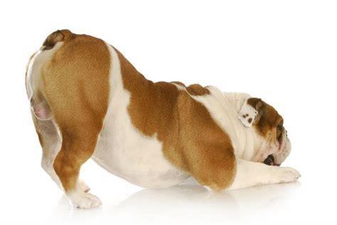 How do I know if my dog has brucellosis?
