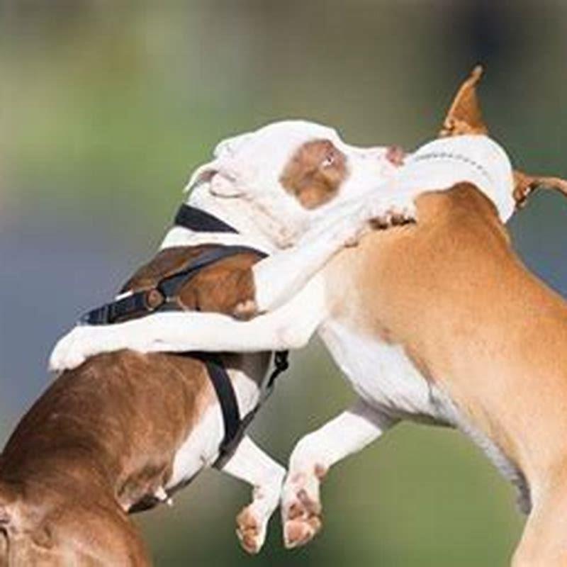How do I know my dog is submissive to me?