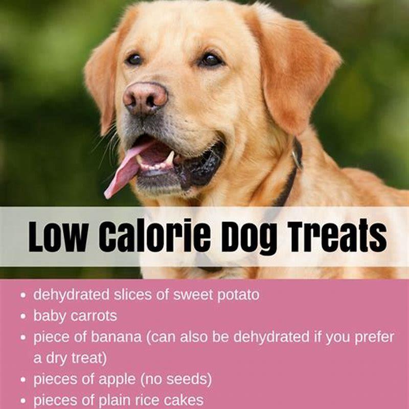 how-do-i-put-my-overweight-dog-on-a-diet-diy-seattle