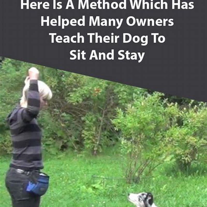 How do I teach my dog to stay on command?