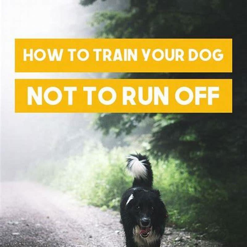 How do I train my dog to be obedient?