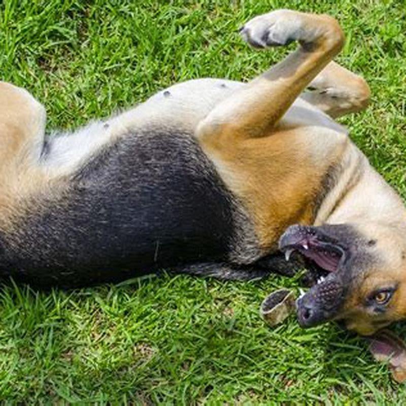 How do toxins affect dogs?