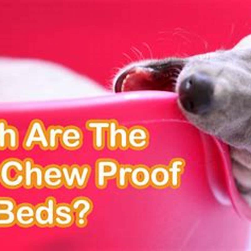 How do you choose a dog to chew on?