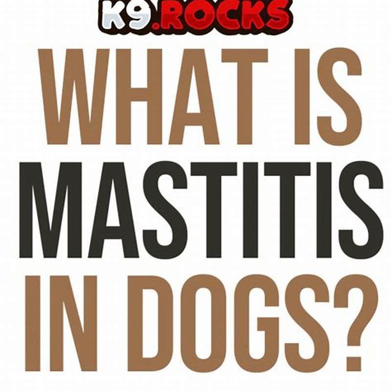 how-do-you-know-if-a-dog-has-mastitis-diy-seattle