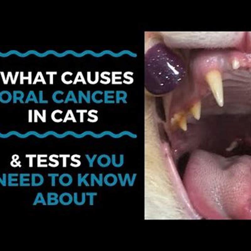 how-do-you-treat-fibrosarcoma-in-cats-diy-seattle