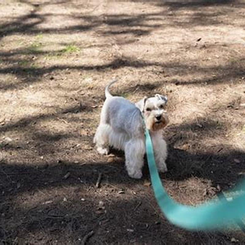 How long does dog UTI last?