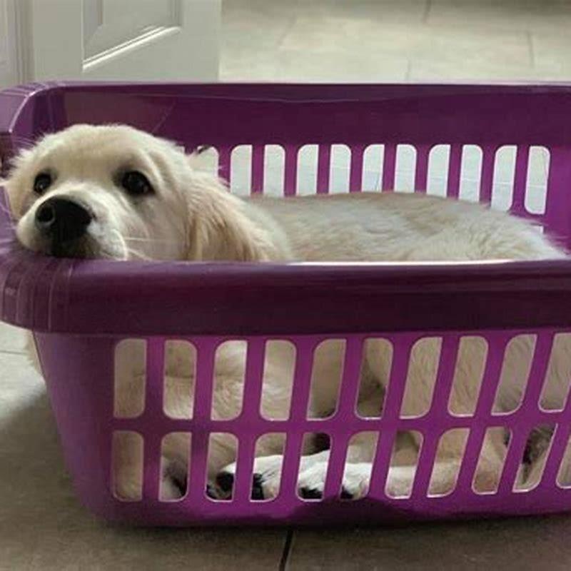 How long should I let puppy cry in crate? DIY Seattle