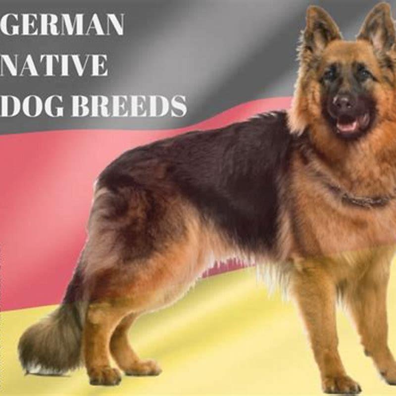 How many dog breeds come from Germany?