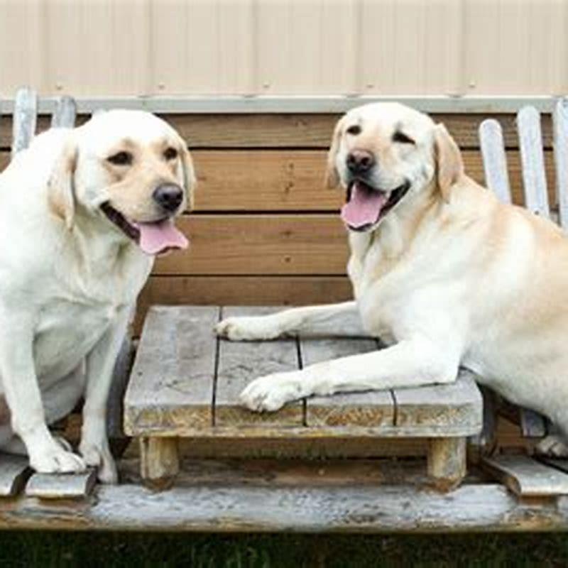 How much does a Labrador Retriever cost? DIY Seattle