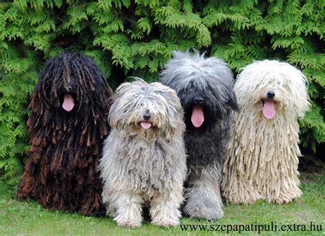 How much does a Sussex spaniel cost?