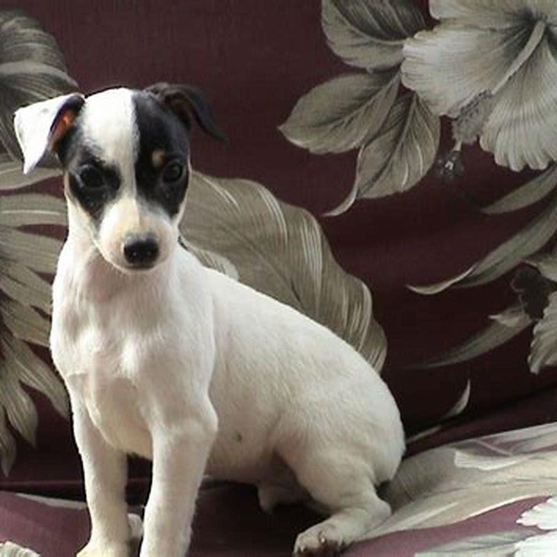 How smart are Manchester Terriers?