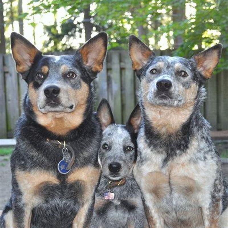 Is a Blue Heeler a good family dog? - DIY Seattle