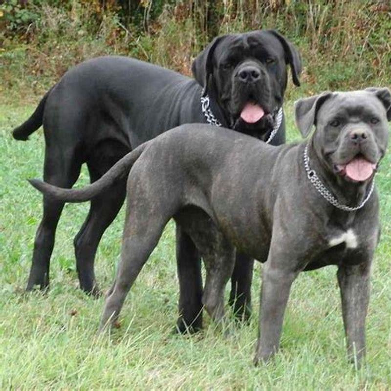 Is a Cane Corso a good family dog? - DIY Seattle