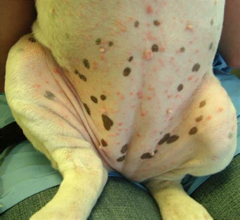 Is dog impetigo contagious to humans?