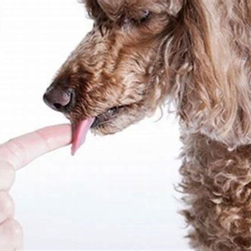 Is E. coli harmful to dogs?