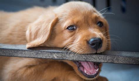 Is it normal for puppies to be aggressive?