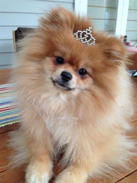 Is Pomeranian a friendly dog?