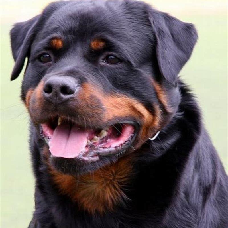 Is Rottweiler a good family dog? - DIY Seattle