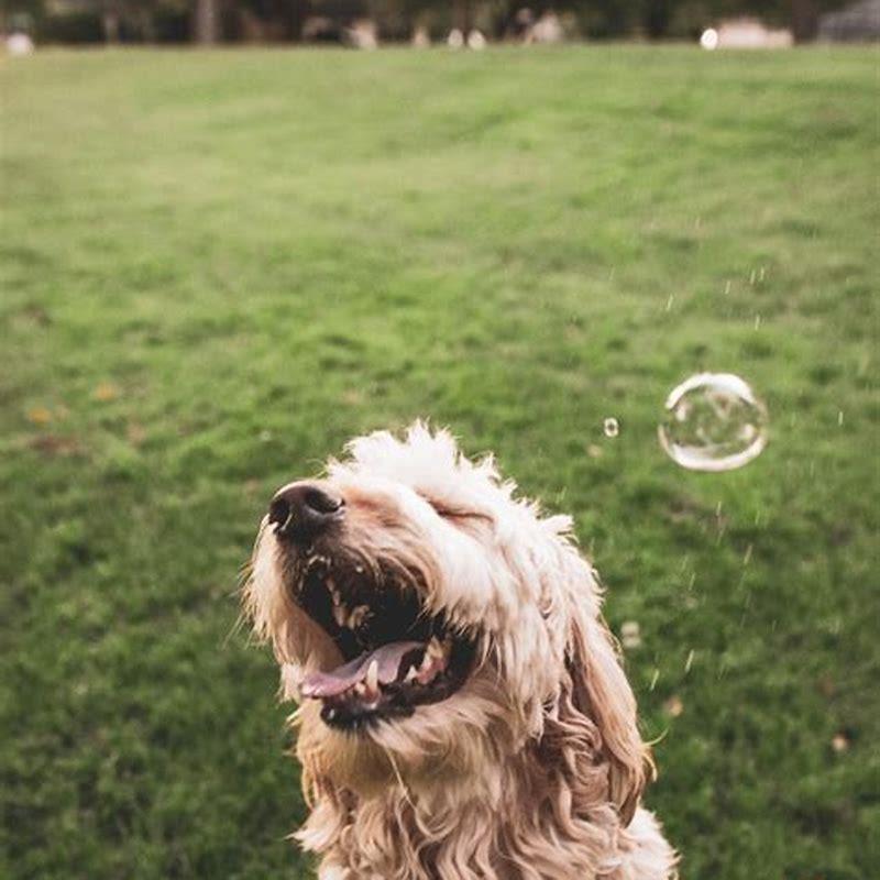 Should I adopt another dog for my dog?