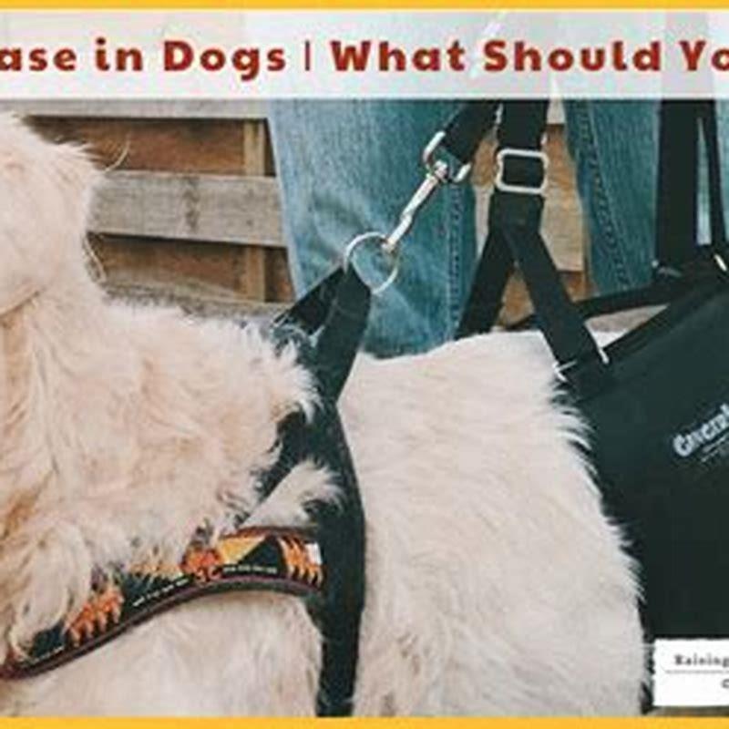 Should you put a dog down with vestibular disease?