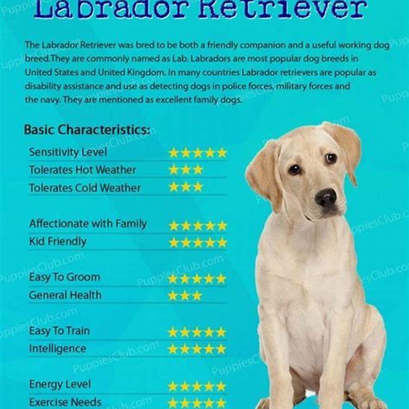 What are characteristics of a Lab?