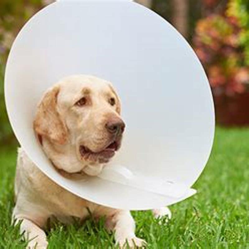 What Are Most Common Dog Injuries DIY Seattle