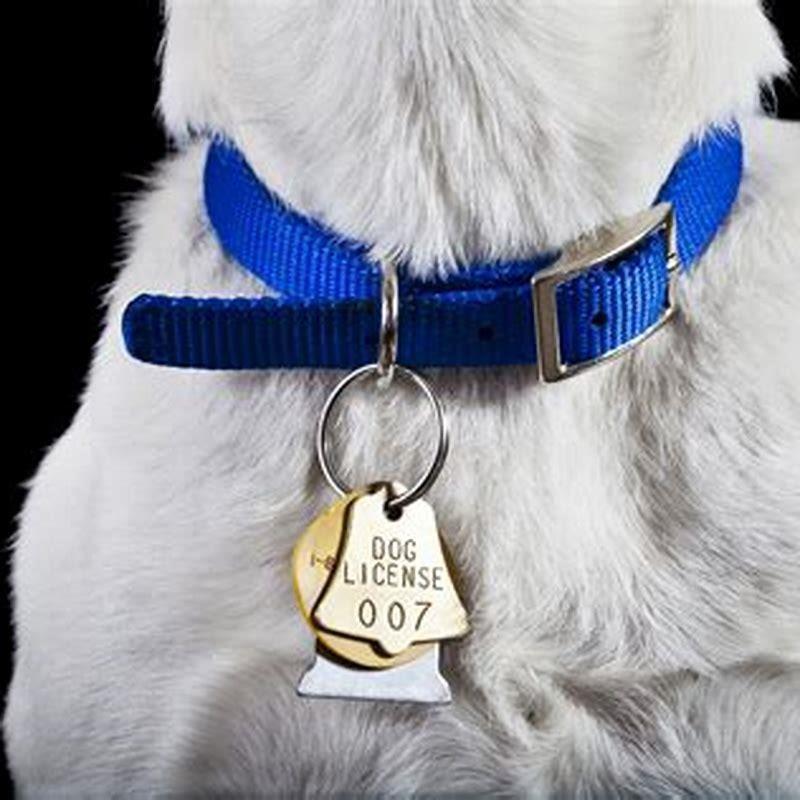 What are the different types of dog collars?
