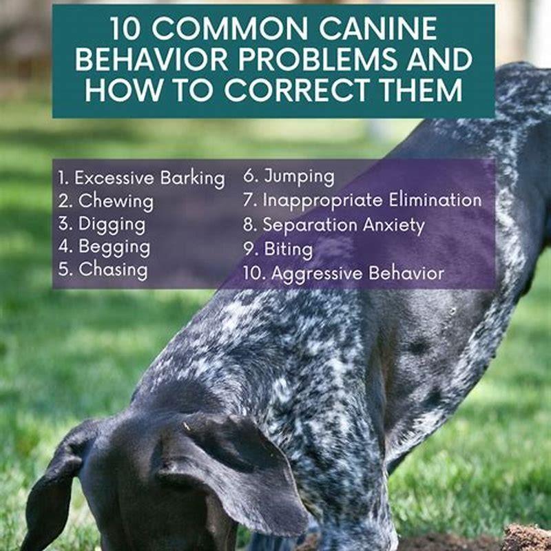 What are the most common behavior problems in dogs? - DIY Seattle