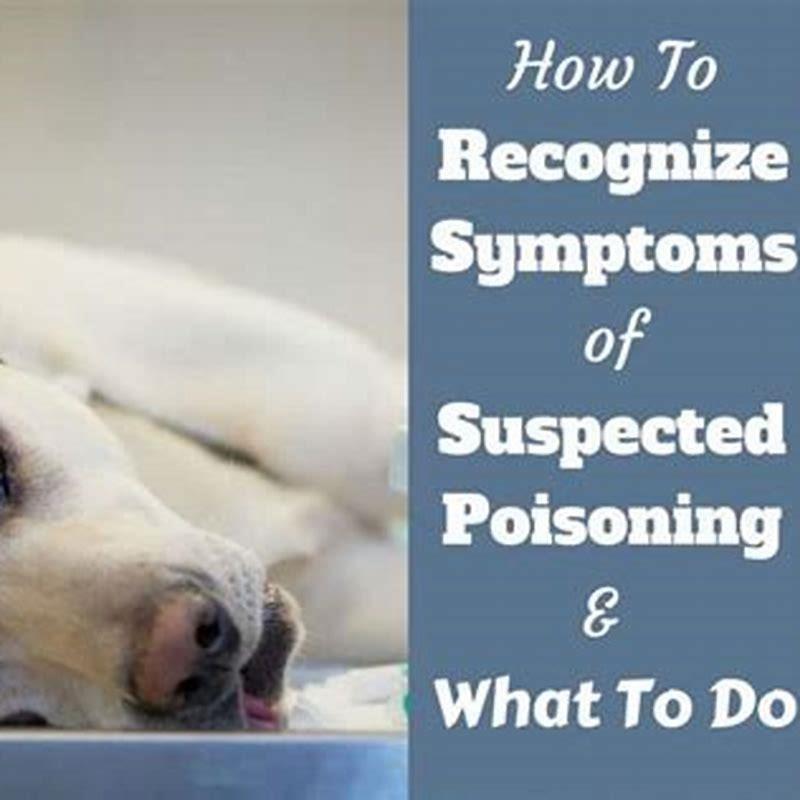 what-are-the-signs-of-a-dog-being-poisoned-diy-seattle