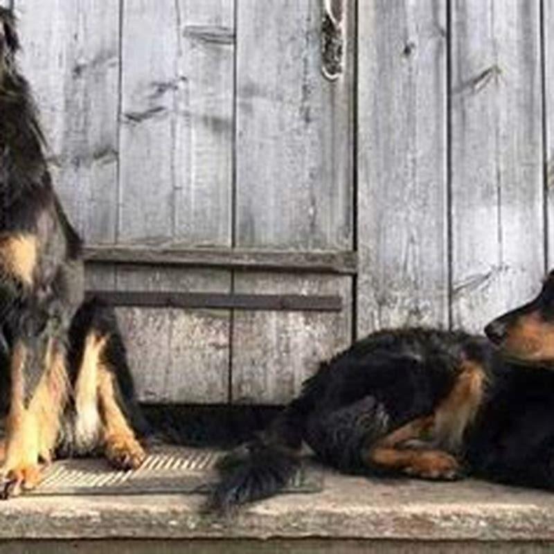 What breeds make up a Hovawart?