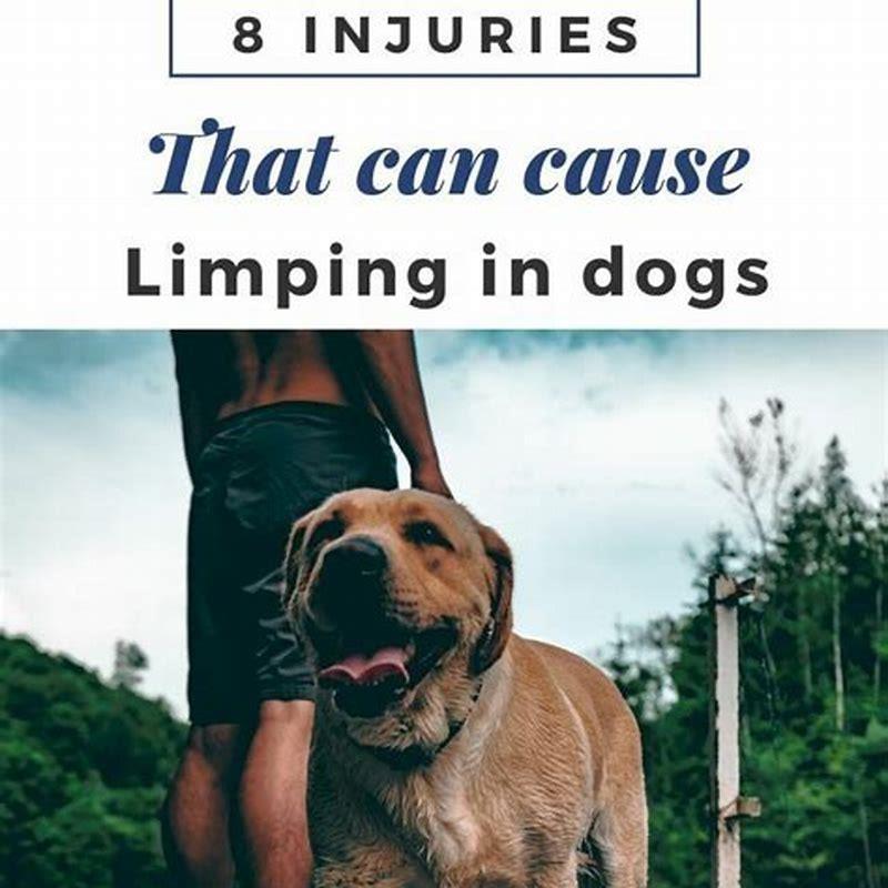 what-can-cause-limping-in-dogs-diy-seattle