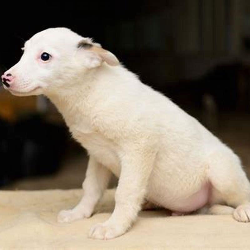 What causes dog neosporosis?