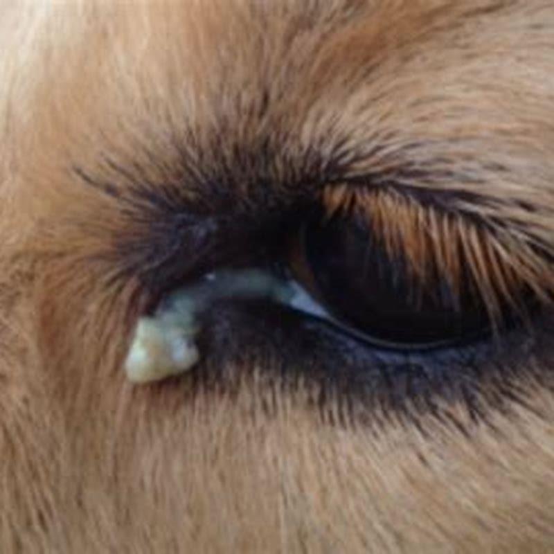 Brownish Eye Discharge Dog