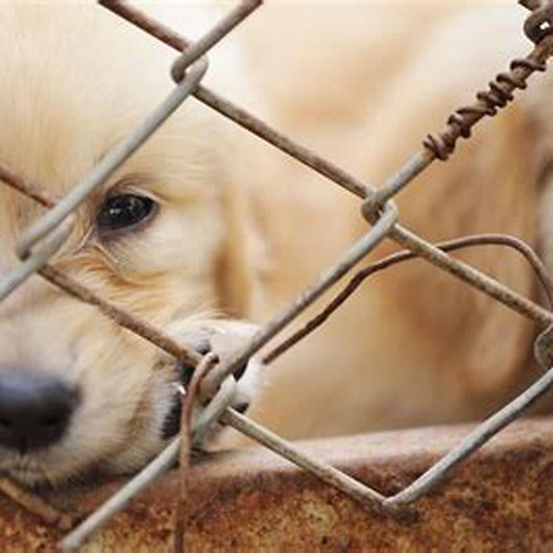 What do dogs hate doing?