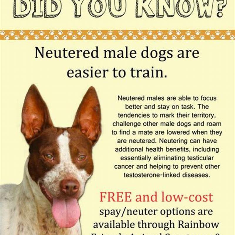 what-does-it-mean-when-you-neuter-a-dog-diy-seattle