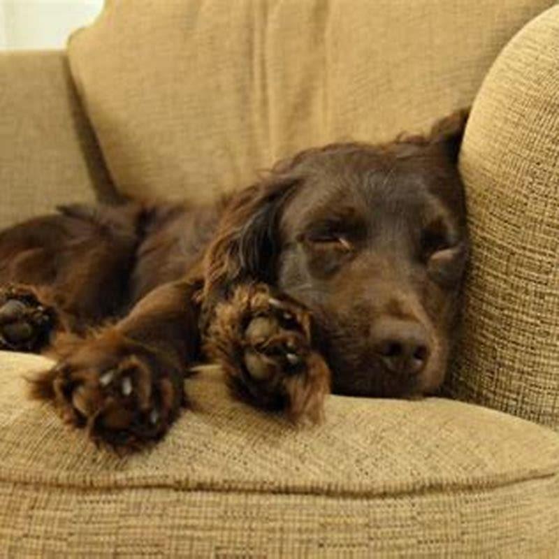 What dogs were bred to make Boykin spaniels?