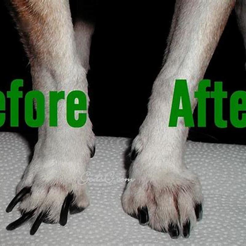 What happens if my dog takes too much enalapril?