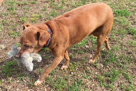 What happens to dogs with rabies?