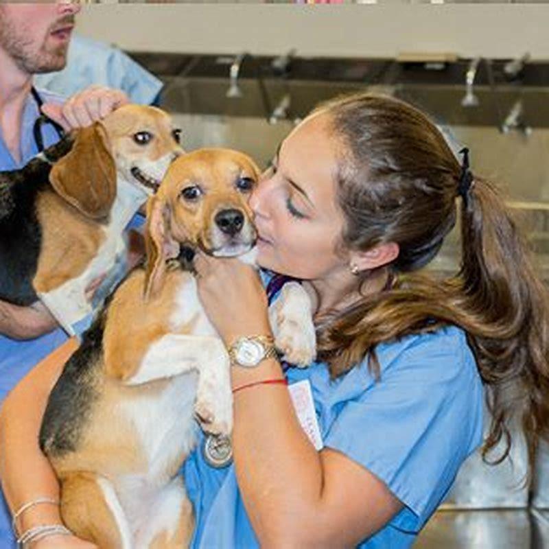 What is it like being a veterinarian?
