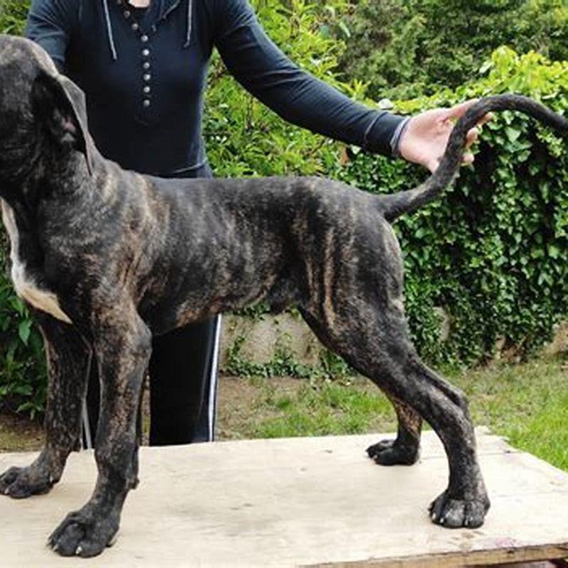 What is the best age to microchip a dog?