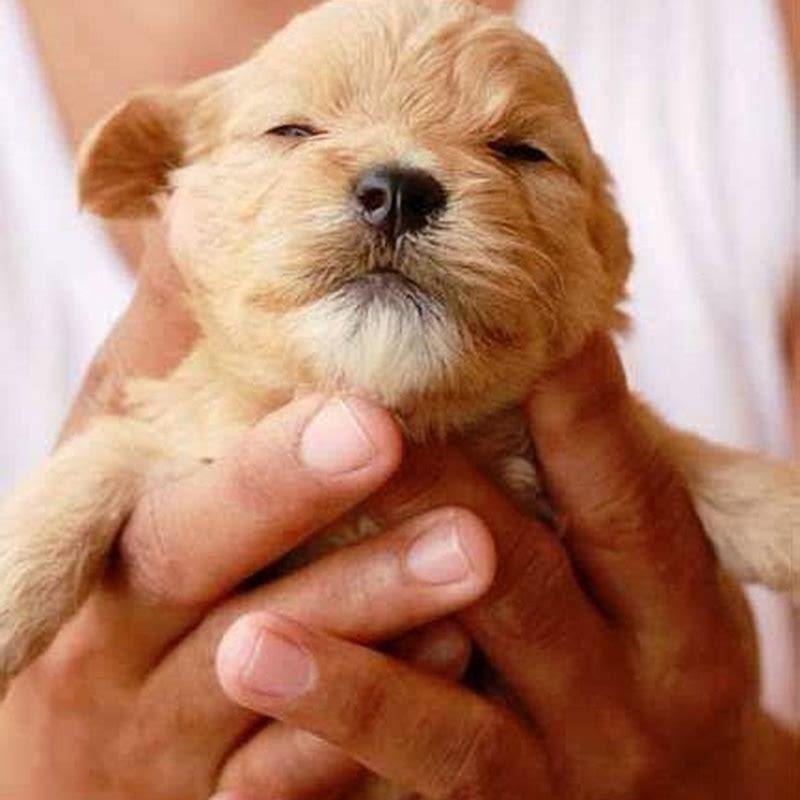 What is the least child friendly dog?