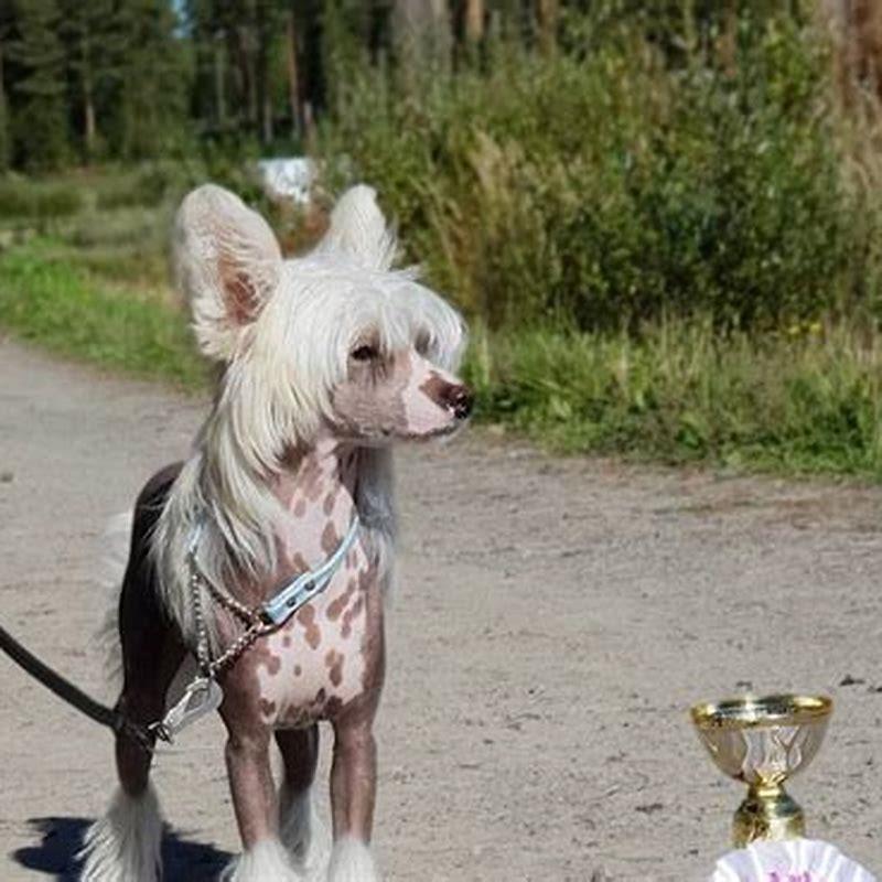 What is the personality of a Chinese Crested?