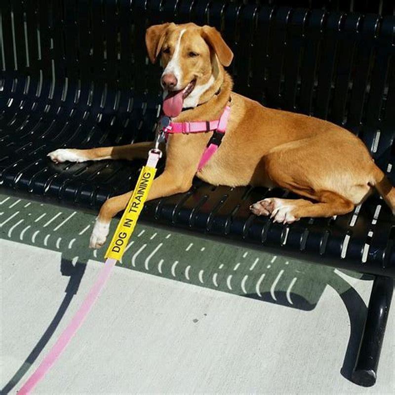 What method do dog trainers use?