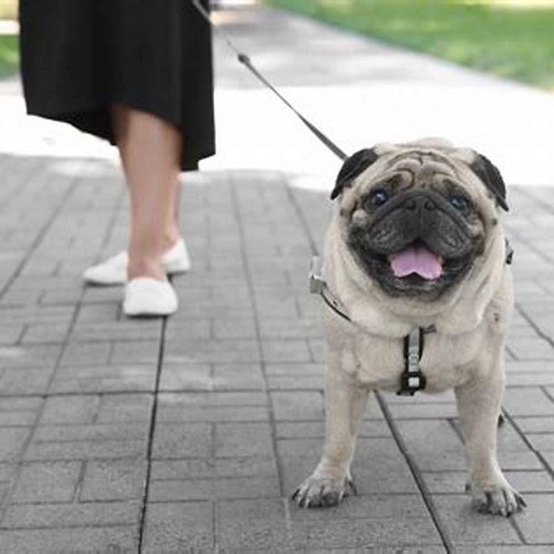 What percentage of dog owners talk to their dogs?